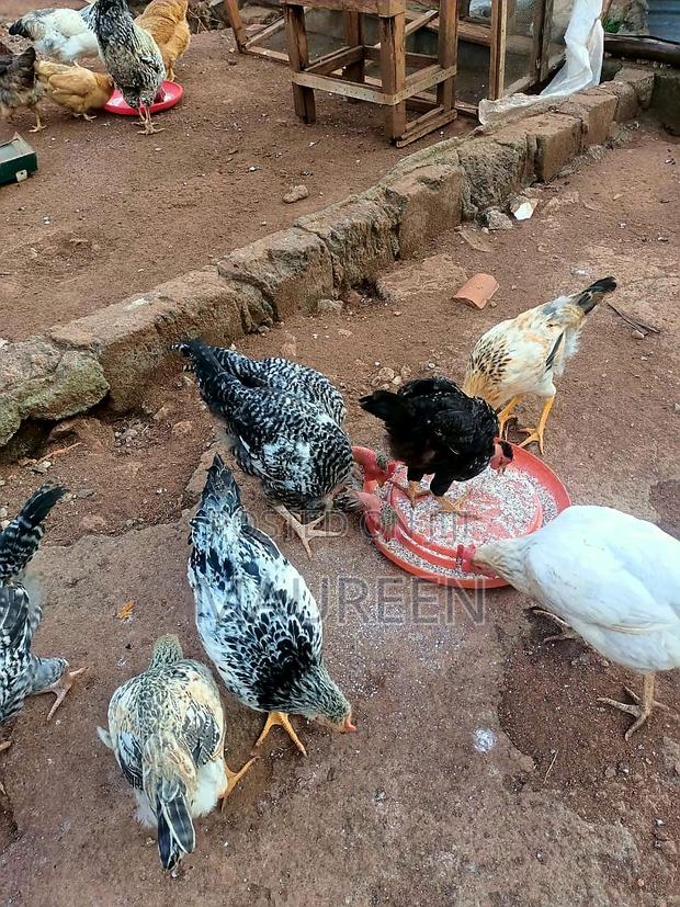 Pure Kienyeji Chicken Available(Medium) - thumbnail 4