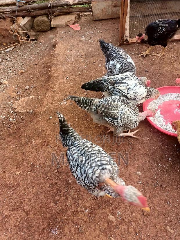 Pure Kienyeji Chicken Available(Medium) - thumbnail 5