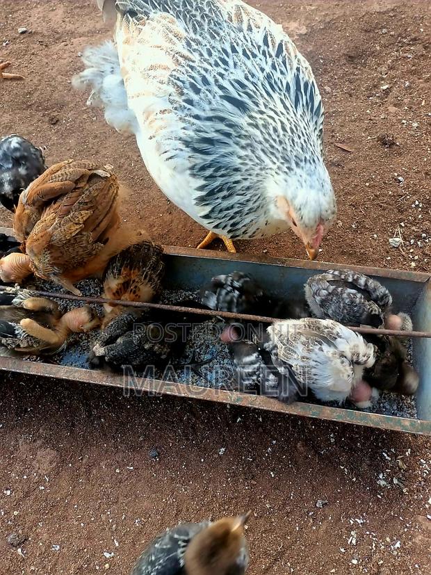 Pure Kienyeji Chicks - thumbnail 2