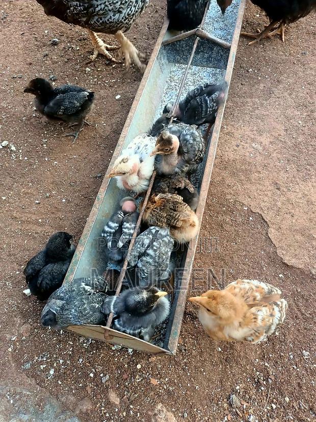 Pure Kienyeji Chicks