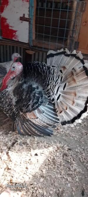 A Male Healthy for Breeding Turkey. - thumbnail 2
