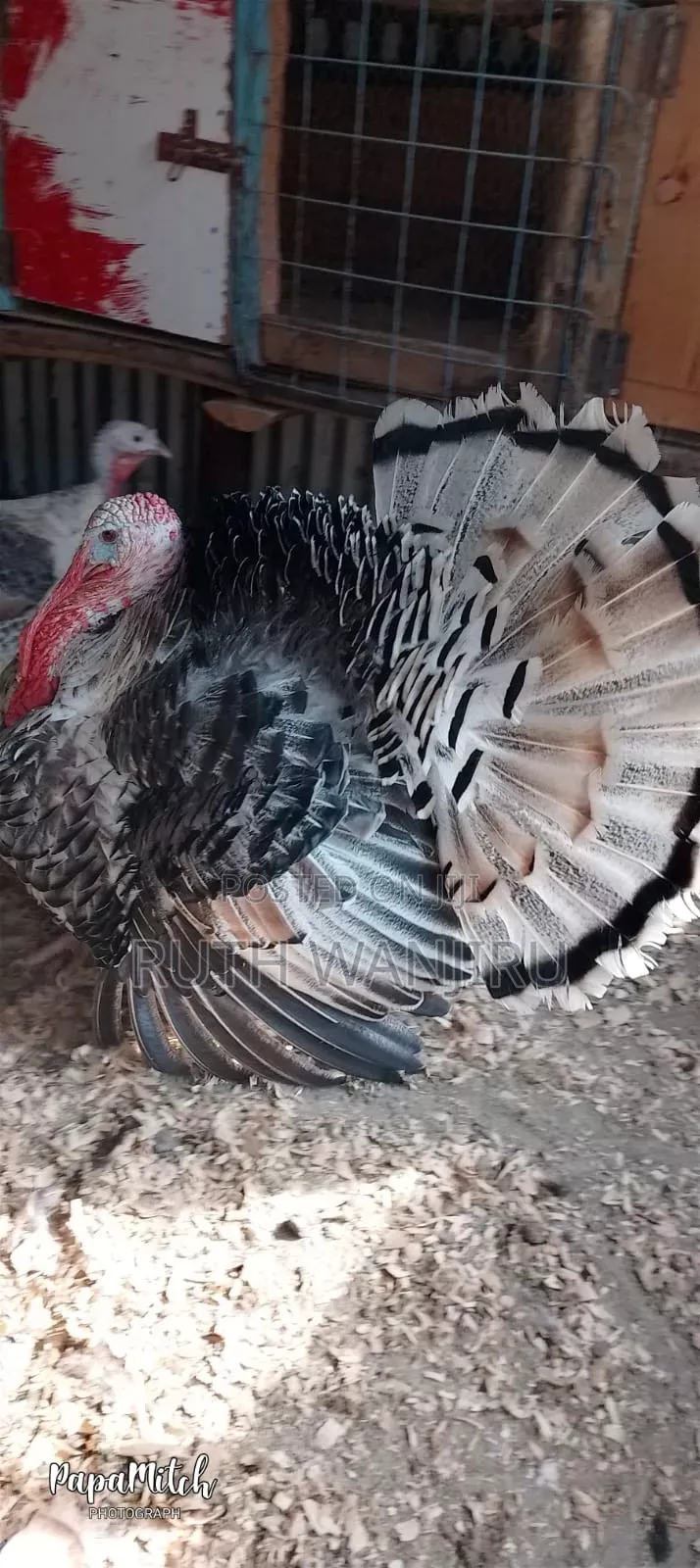 A Male Healthy for Breeding Turkey.