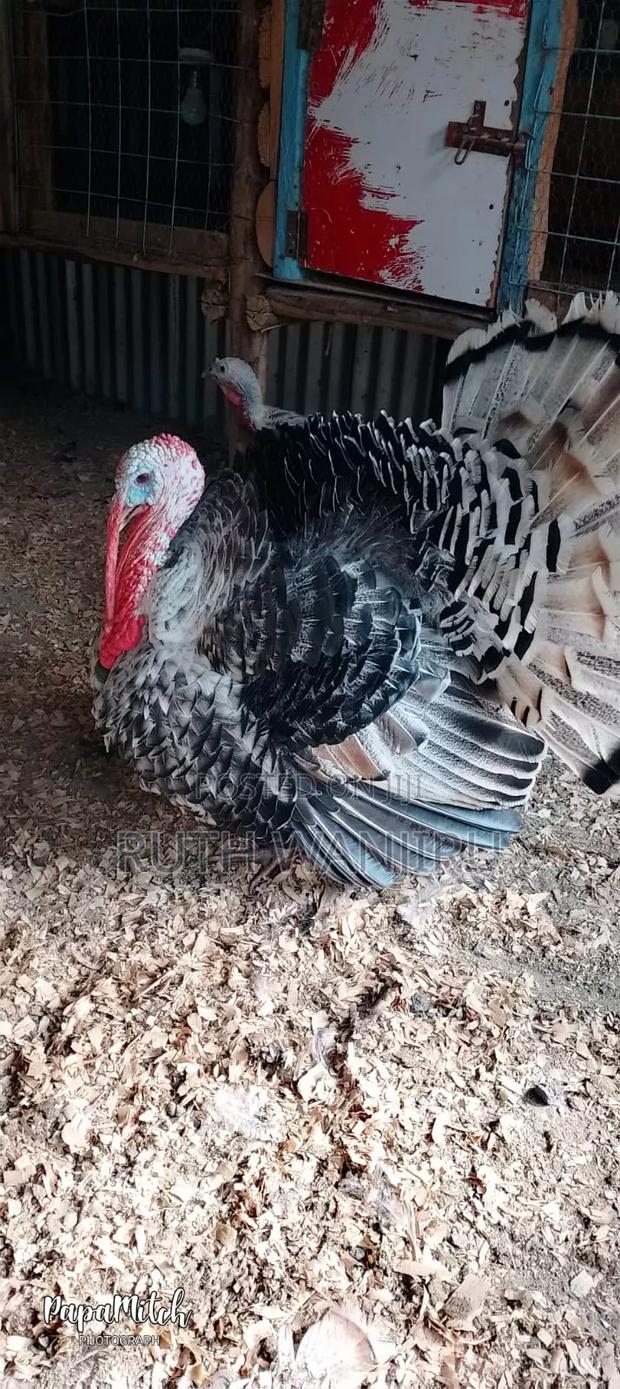 A Male Healthy for Breeding Turkey. - thumbnail 3