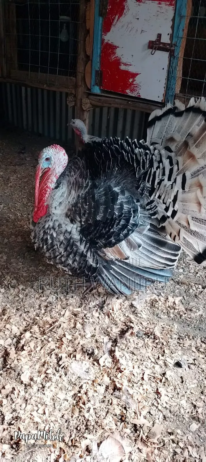 A Male Healthy for Breeding Turkey.