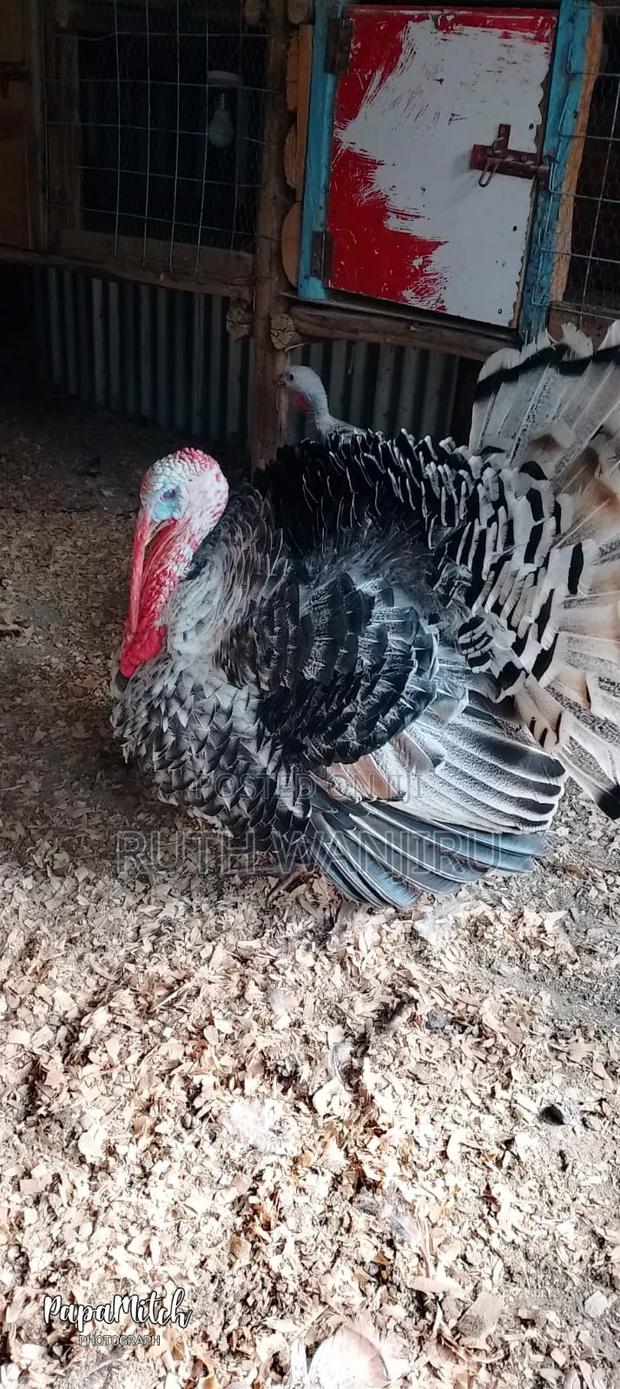 A Male Healthy for Breeding Turkey. - thumbnail 4