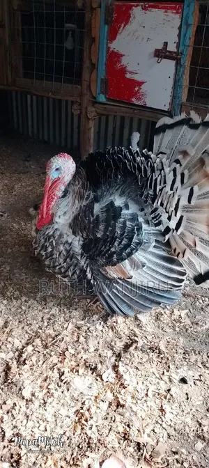 A Male Healthy for Breeding Turkey.