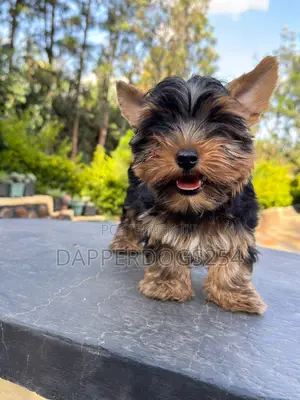 3-6 months Male Purebred Yorkshire Terrier