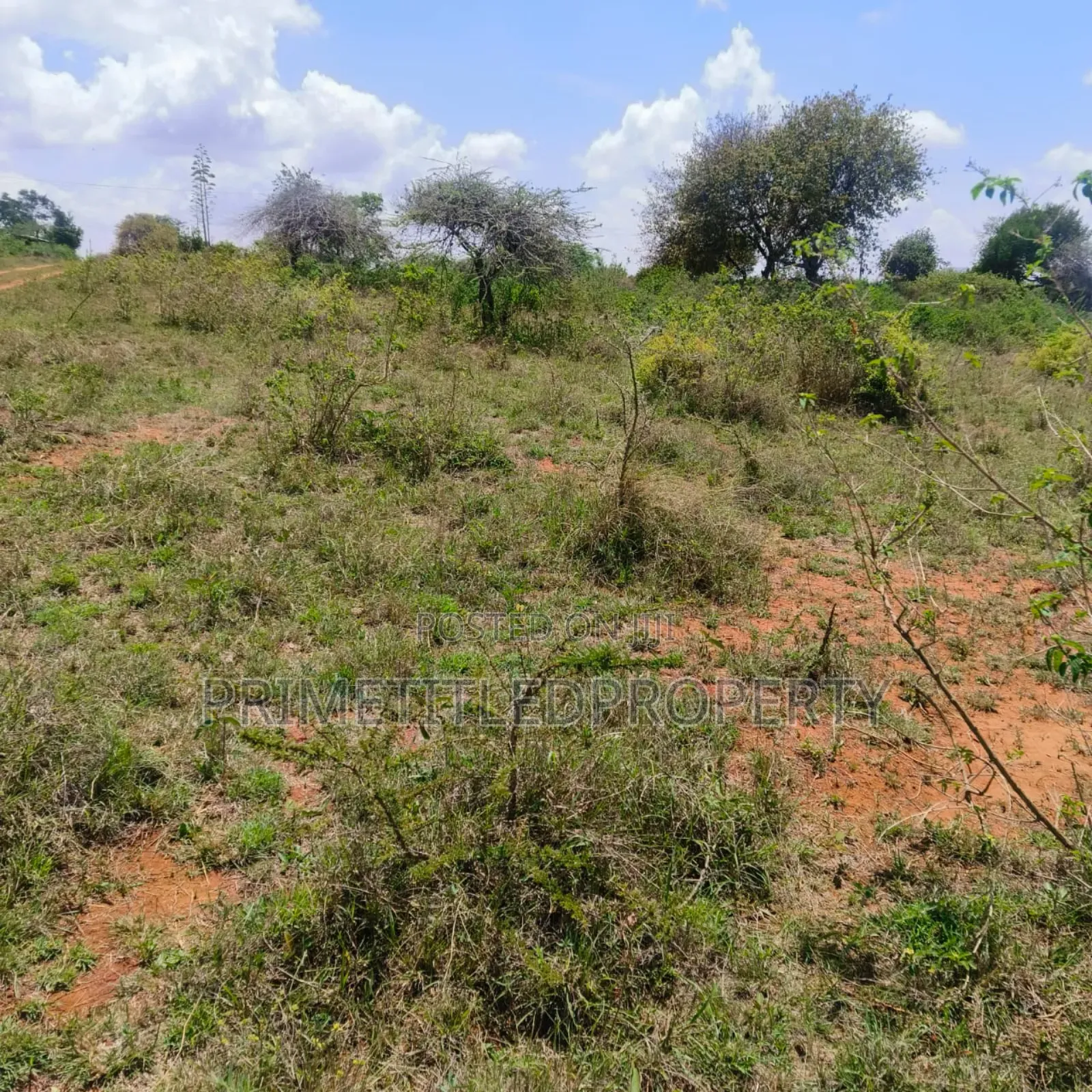 10.8 Acres on Red Soil