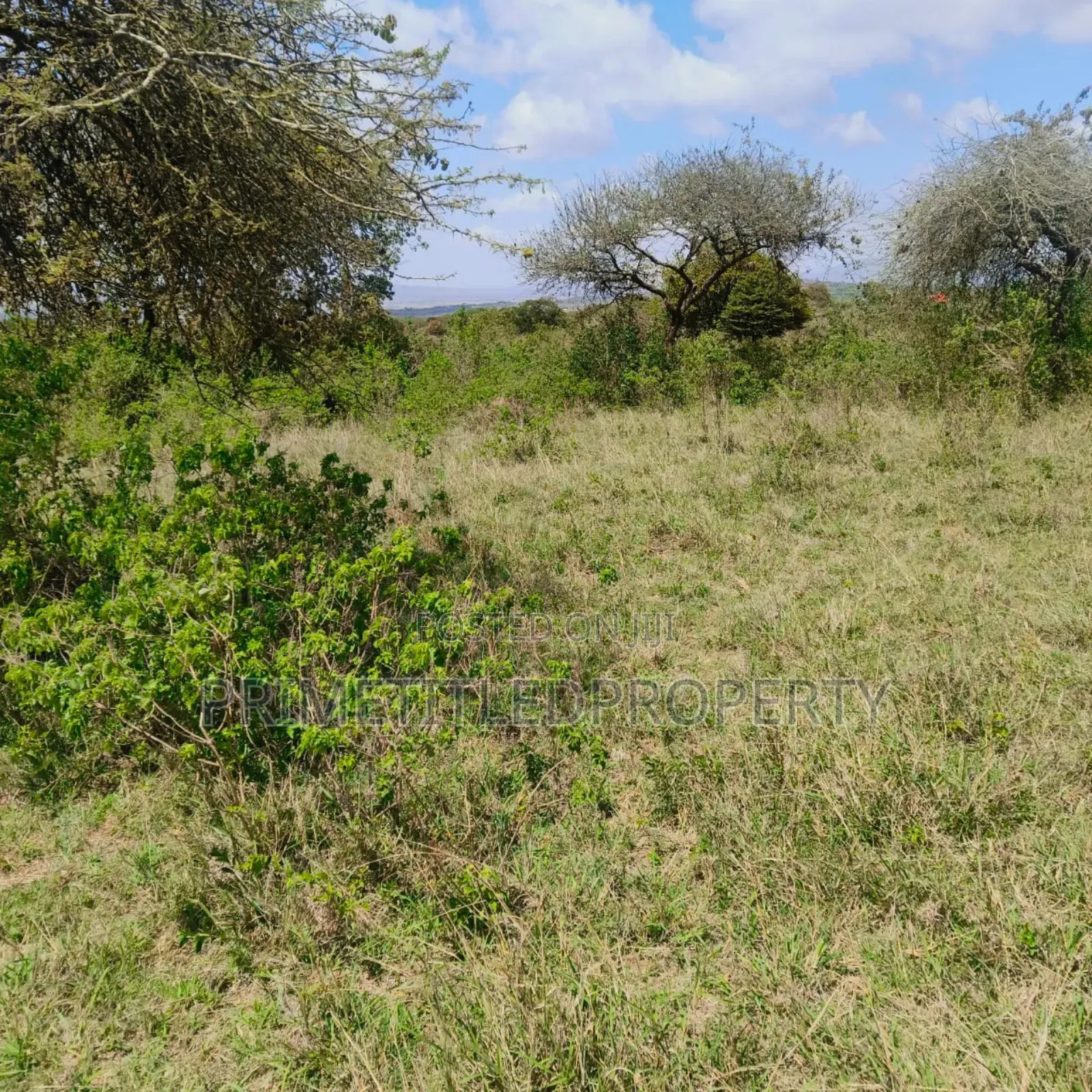 10.8 Acres on Red Soil