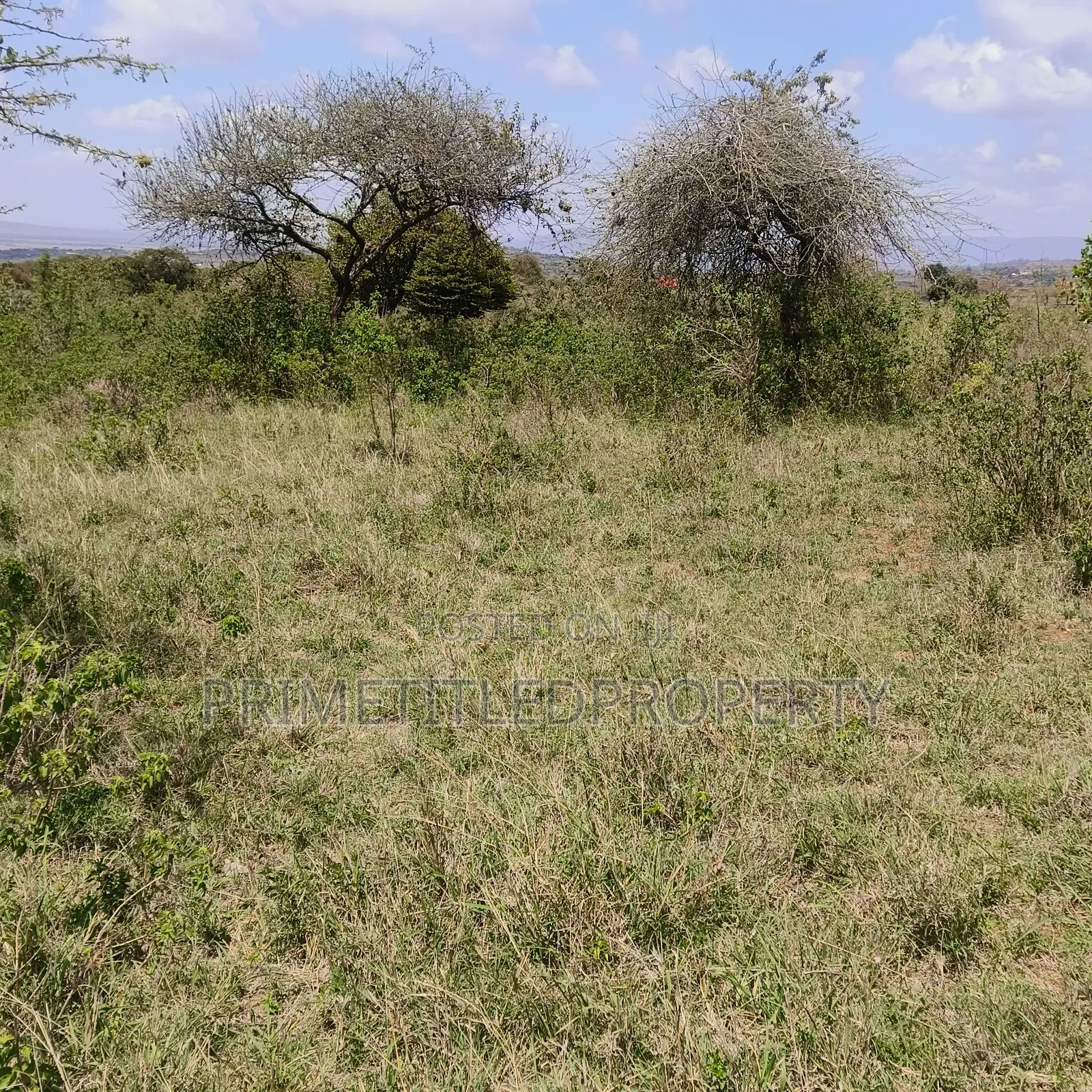 10.8 Acres on Red Soil