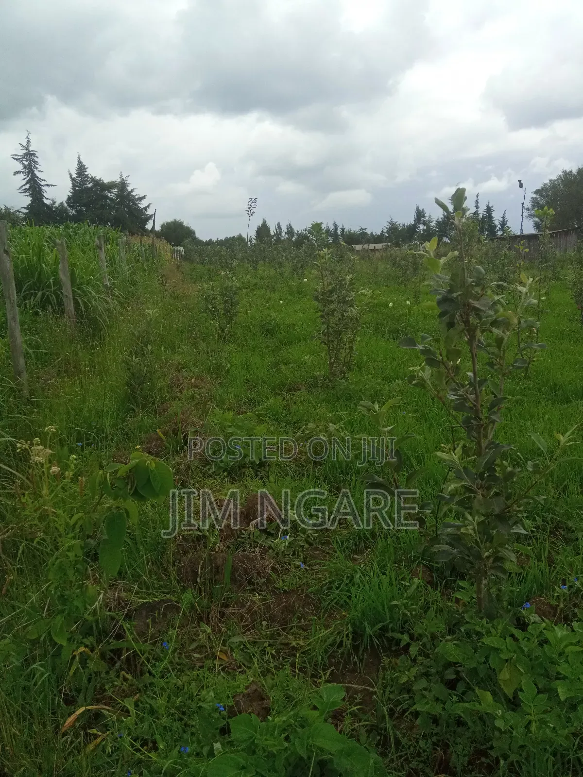 One Acre of Agricultural Land.