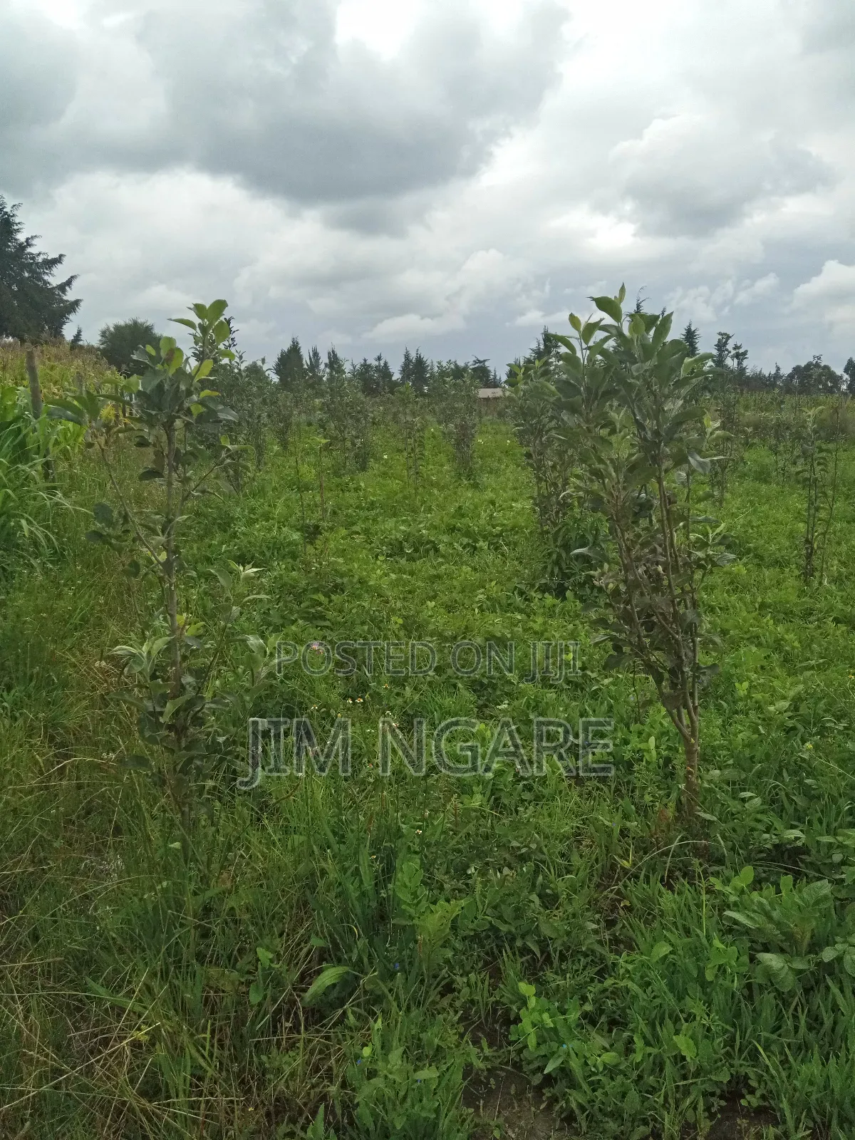 One Acre of Agricultural Land.