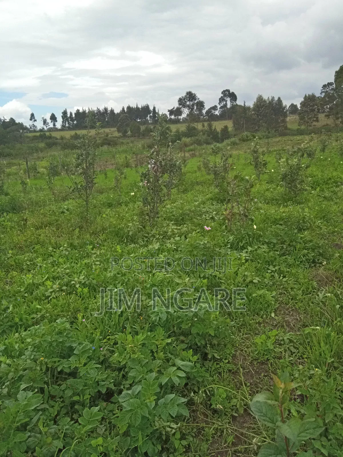 One Acre of Agricultural Land.