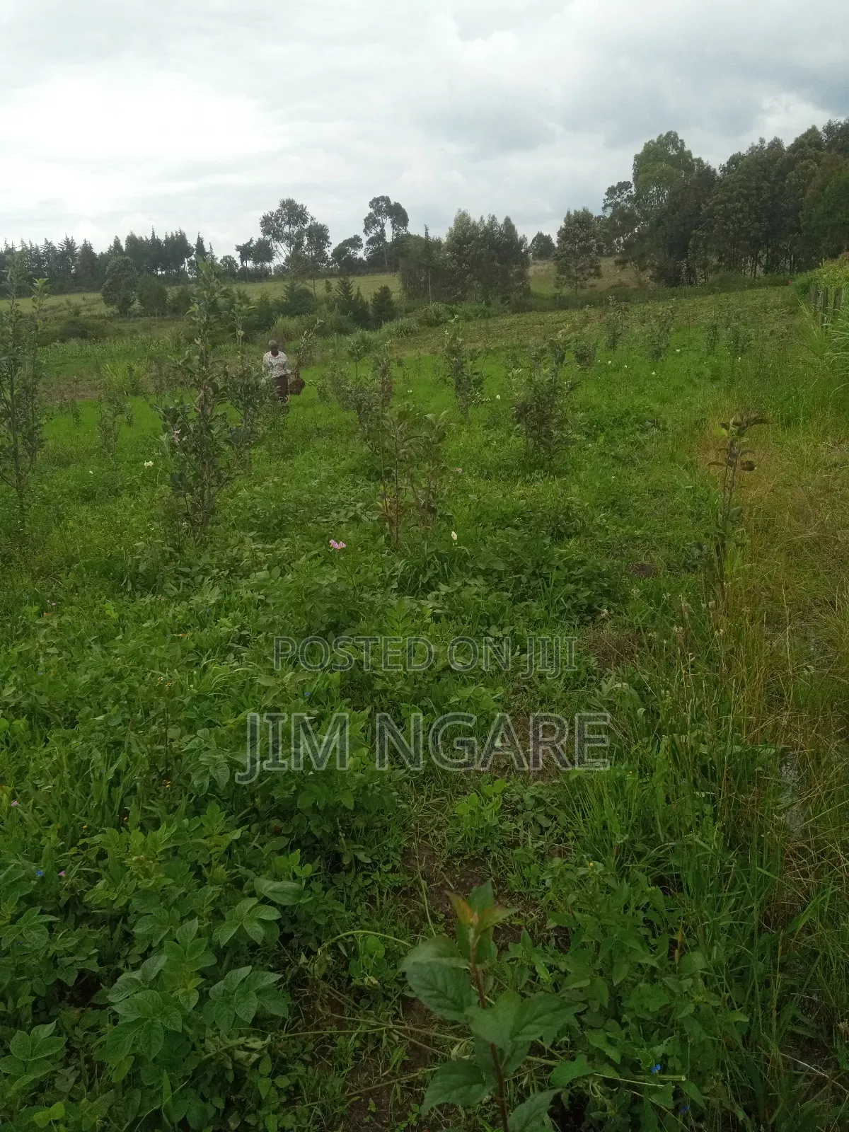 One Acre of Agricultural Land.