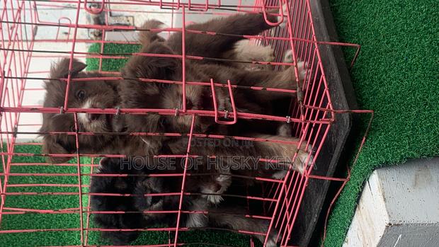 1-3 months Male Purebred Havanese