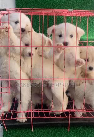 1-3 months Male Purebred Havanese - thumbnail 2