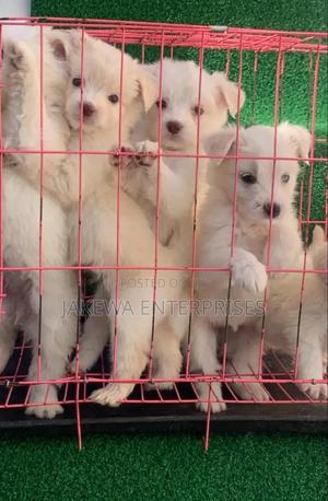 1-3 months Female Purebred Havanese - thumbnail 2