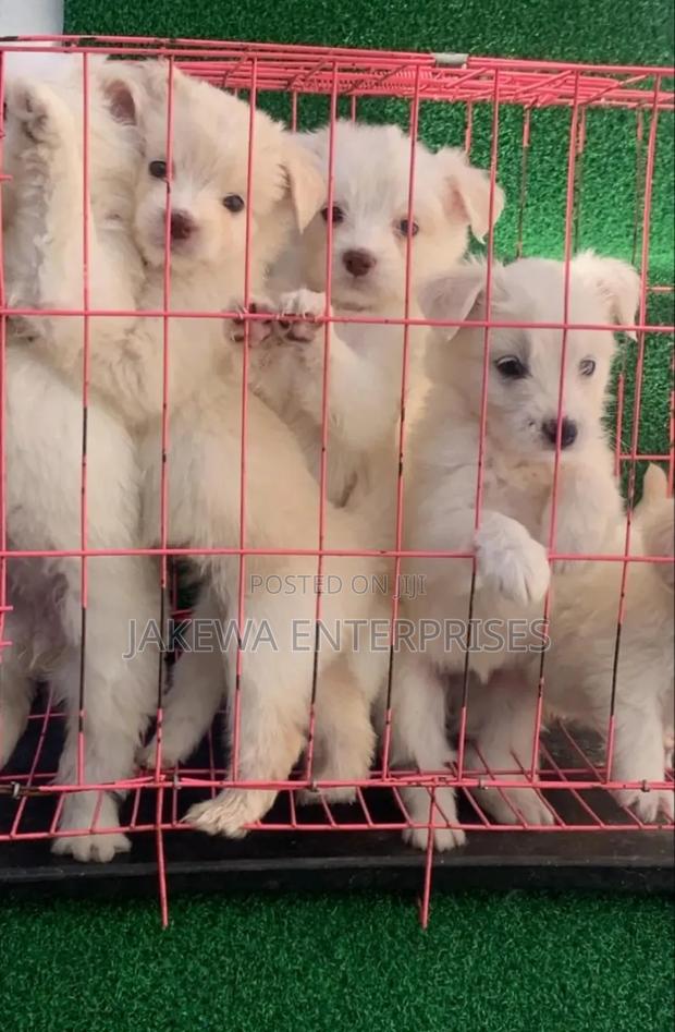 1-3 months Female Purebred Havanese - main view