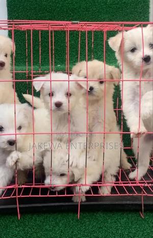 1-3 months Male Purebred Havanese - thumbnail 2