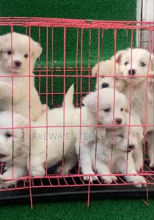 1-3 months Female Purebred Havanese - thumbnail 2