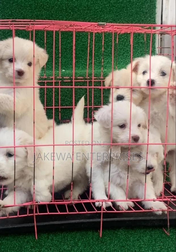 1-3 months Female Purebred Havanese - main view