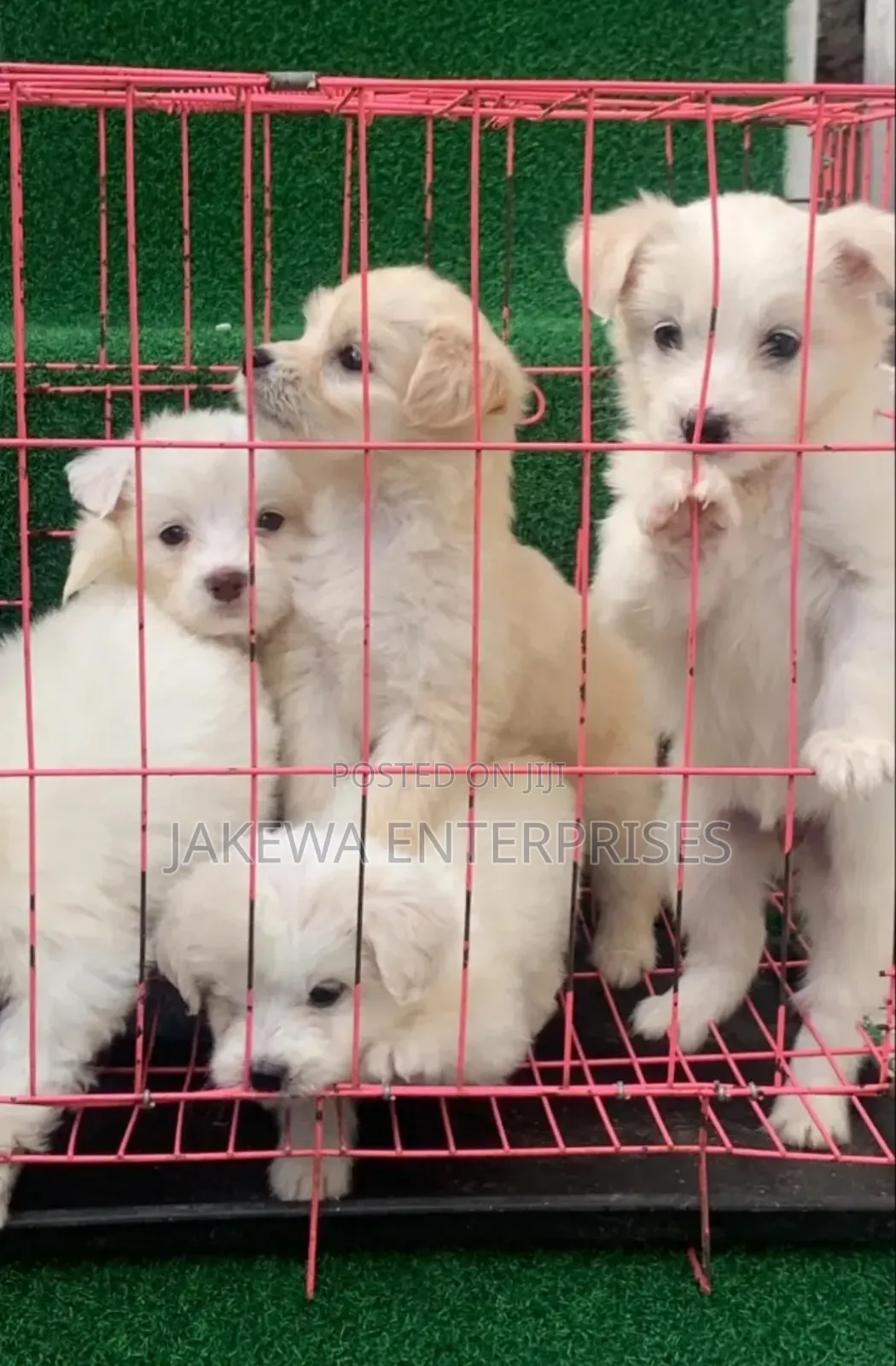 1-3 months Male Purebred Havanese