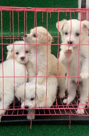 1-3 months Male Purebred Havanese