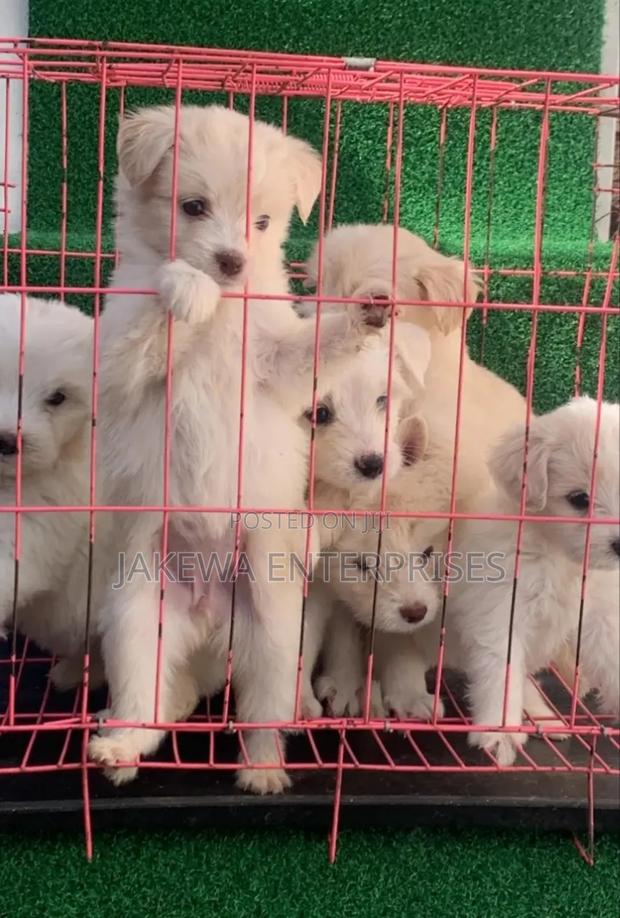 1-3 months Male Purebred Havanese - main view