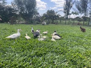 Ducks and Ducklings - main view