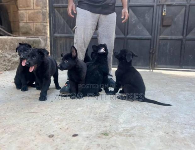 1-3 months Male Purebred German Shepherd