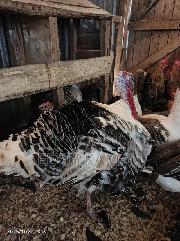 Royal Palm Turkey - thumbnail 3