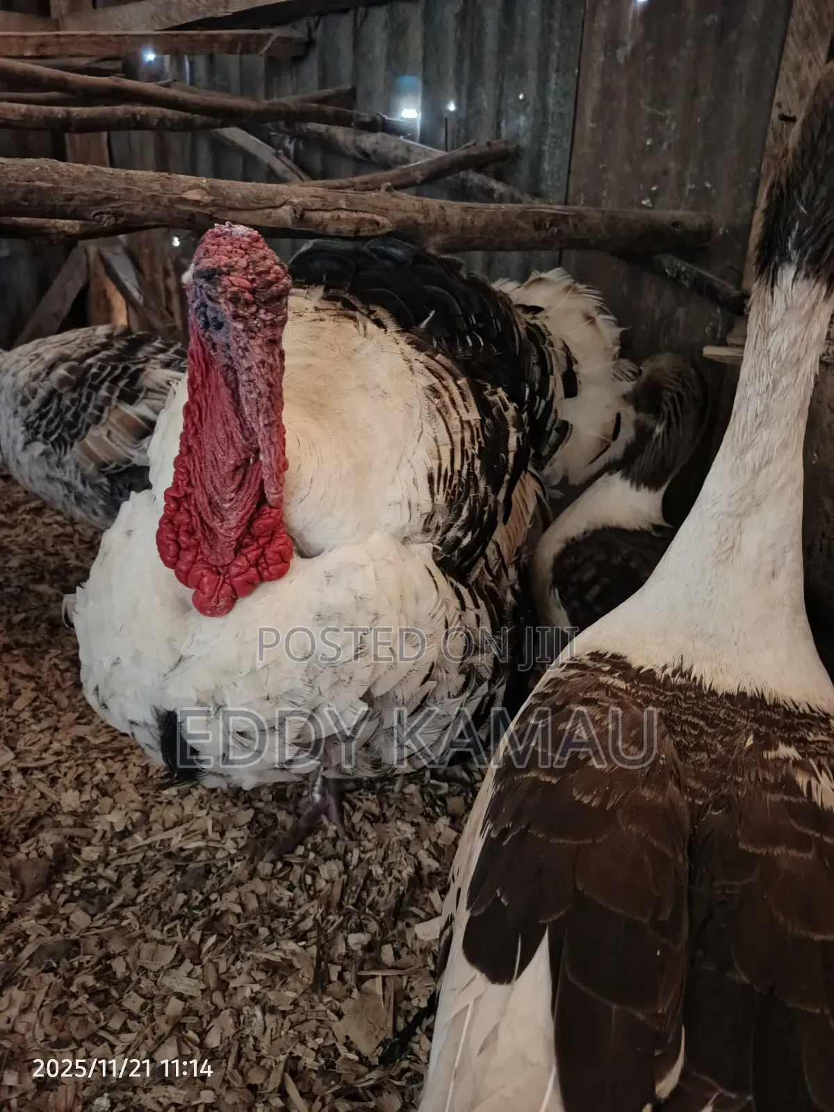 Royal Palm Turkey
