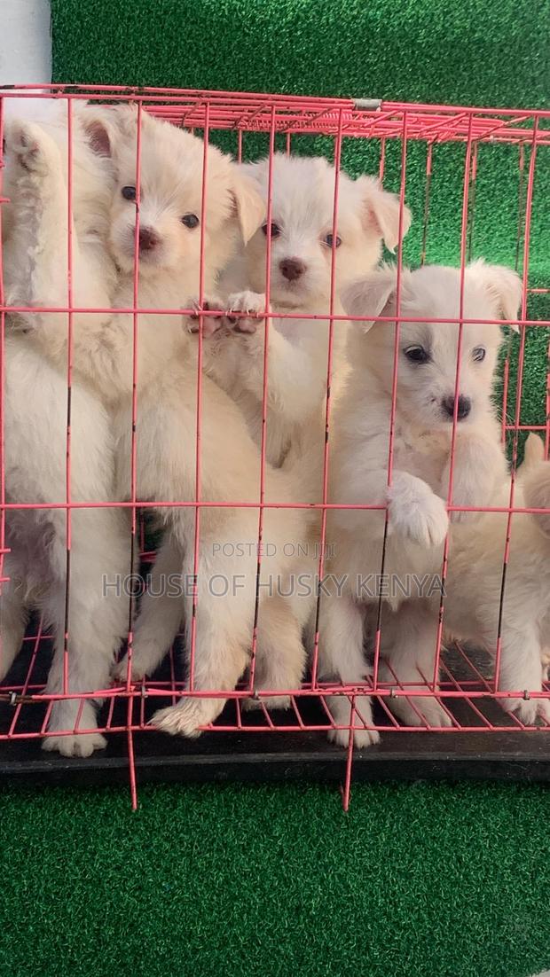 1-3 months Male Purebred Havanese - thumbnail 2
