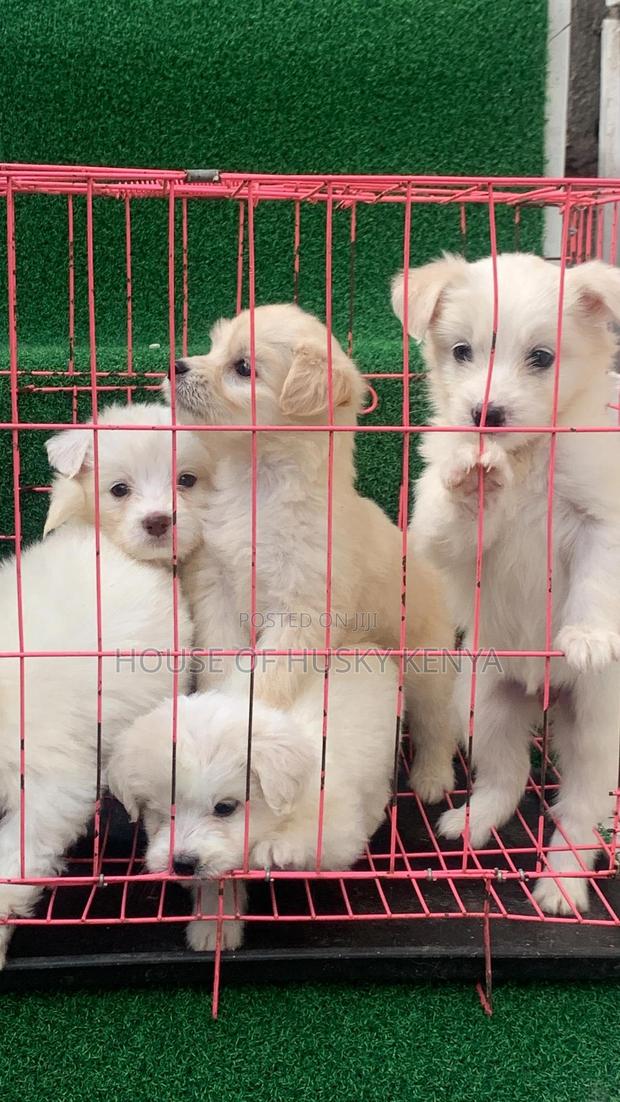 1-3 months Male Purebred Havanese - thumbnail 7