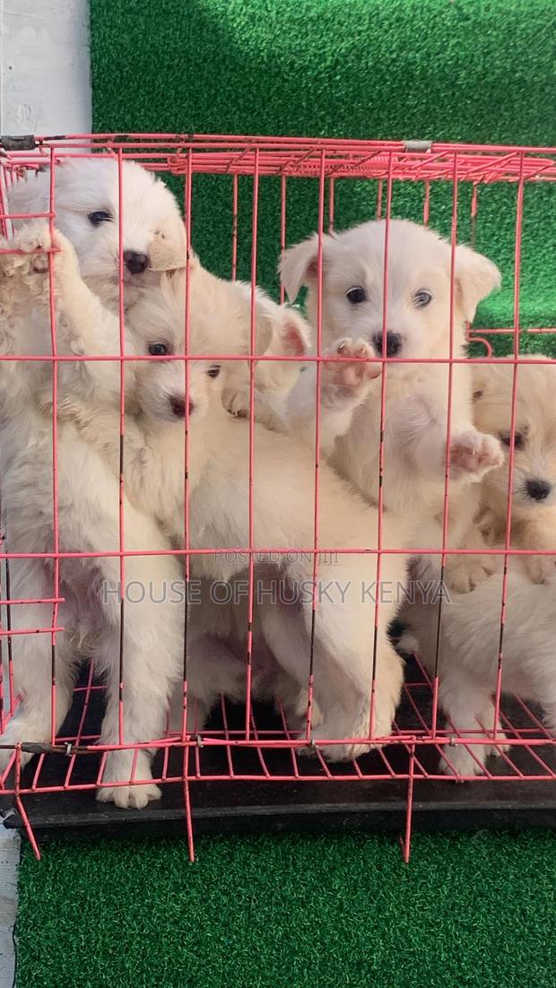 1-3 months Male Purebred Havanese - thumbnail 4