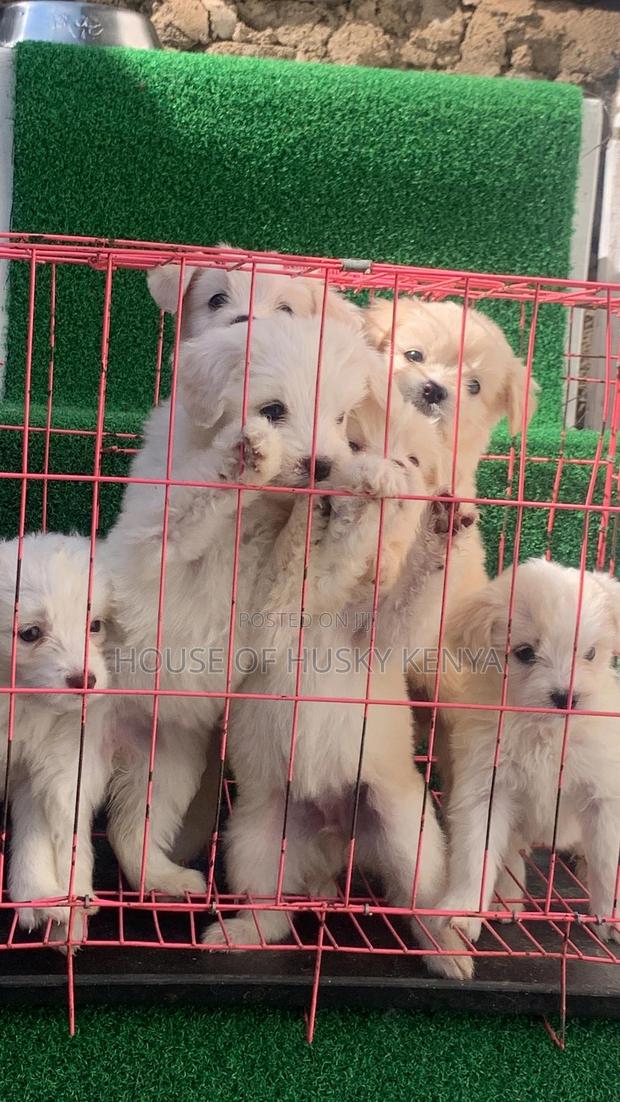 1-3 months Male Purebred Havanese - thumbnail 3