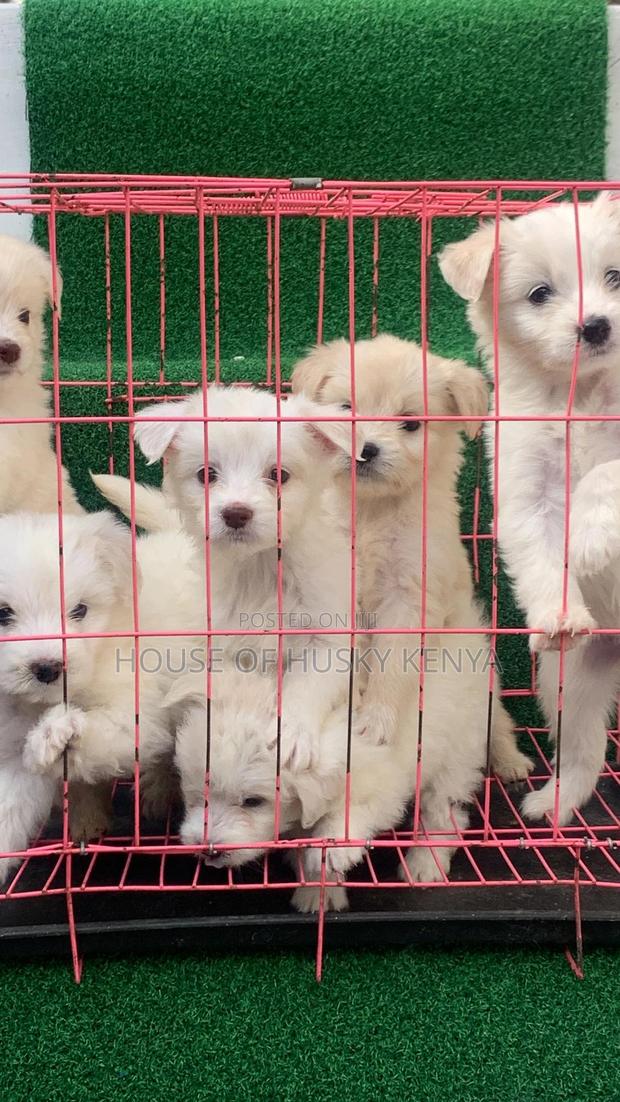 1-3 months Male Purebred Havanese - thumbnail 5
