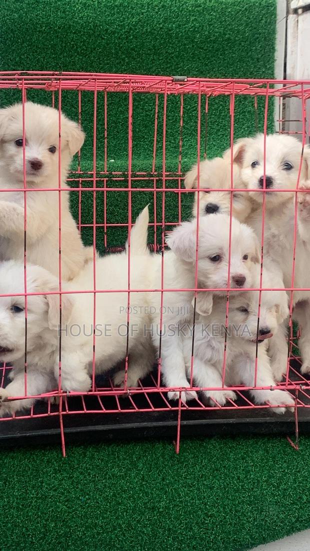 1-3 months Male Purebred Havanese - thumbnail 6