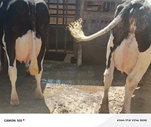 Incalf Heifer's on Sale.