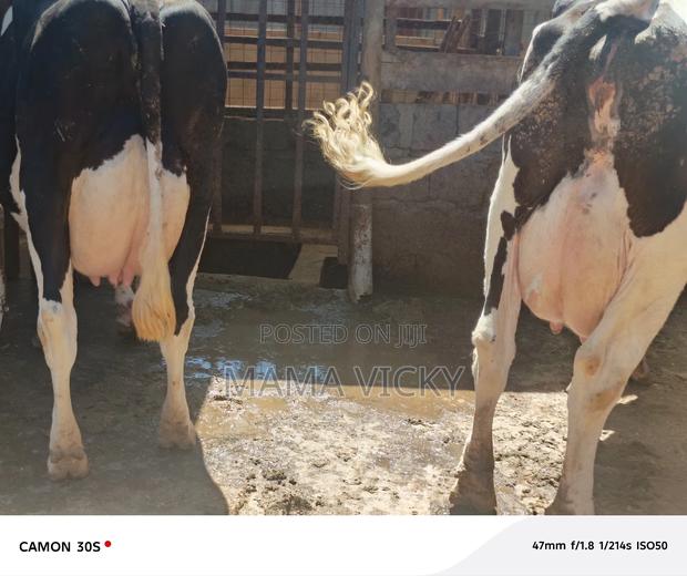Incalf Heifer's on Sale.