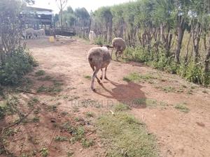 Dopper Sheep on Sale Ziwa - main view