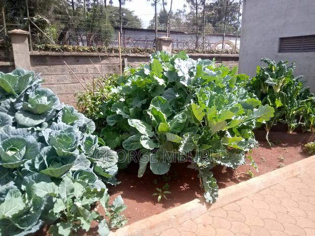 Multi Storey Gardens - thumbnail 2