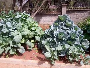 Multi Storey Gardens