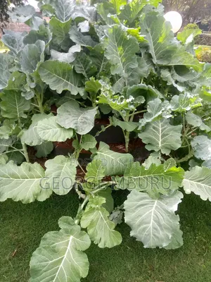 Multi Storey Gardens