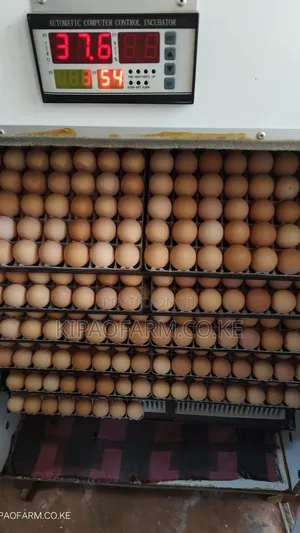 Improved Kienyeji Fertilized Eggs