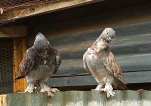 Shorbeak Pigeon - main view