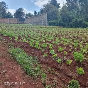 50 X 100 Residential Plots Gituamba Tinganga - main view