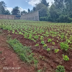 50 X 100 Residential Plots Gituamba Tinganga
