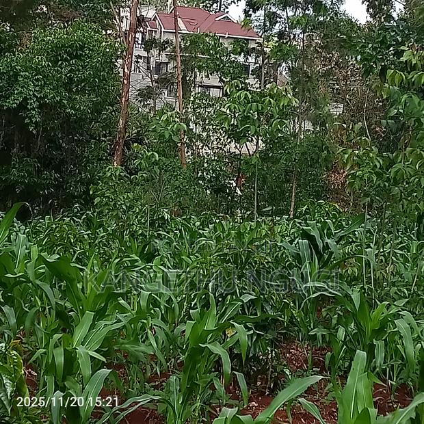 50 X 100 Residential Plot Nyautu, Tinganga - thumbnail 3