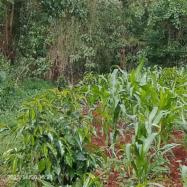 50 X 100 Residential Plot Nyautu, Tinganga - thumbnail 6
